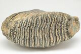 Woolly Mammoth Upper M Molar - North Sea Deposits #207294-2